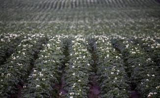 Potato Crop Row photo