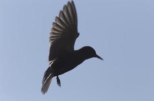 golondrina de mar en vuelo foto