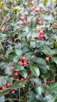 Holly berry greenery background photo