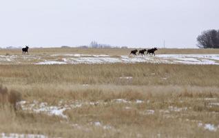 Moose in a field photo