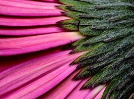 Gerbera Macro Close Up photo