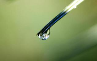 Pine Needles and dew photo