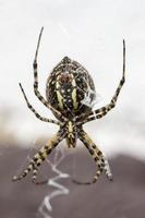 araña de jardín amarilla y negra foto