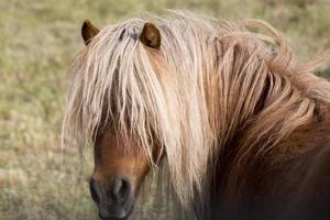 Horse in pasture close up photo