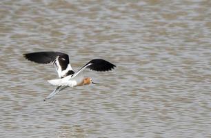 Avocet in Saskatchewan photo