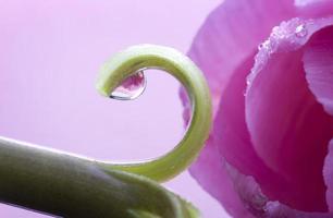 macro de tulipán rosa foto