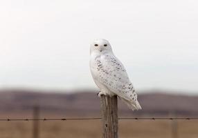 Snowy Owl on Fence Post photo