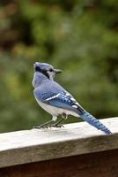 arrendajo azul en el alimentador foto