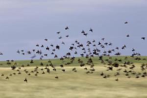 Flock of Black Birds in Flight photo