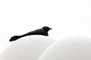 Crow Raven against white background photo