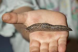 Child holds a tiger's snail nudibranch in hand photo