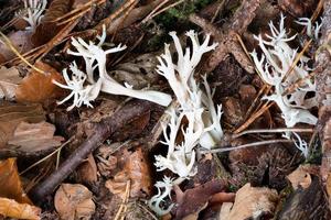 Crested coral , Clavulina cristata mushroom between leaves on the forest floor photo