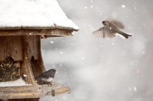 Birds at feeder in Winter photo