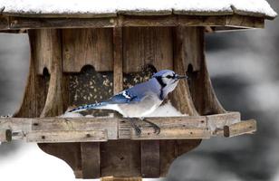 arrendajo azul en el comedero para pájaros invierno foto