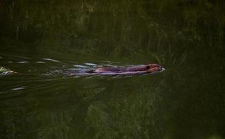 Beaver Swimming at Dusk photo