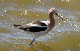 Avocet in Saskatchewan photo