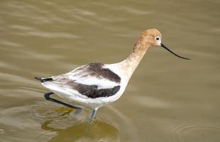 Avocet in Saskatchewan photo