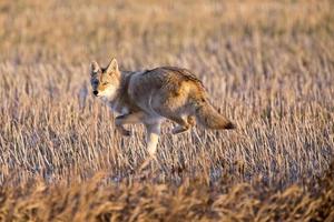 coyote en campo de rastrojo foto