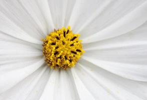 Close Up Daisy photo