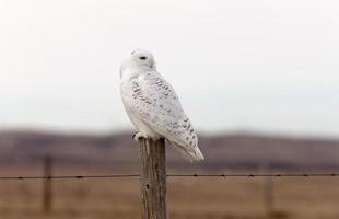 Snowy Owl on Fence Post photo