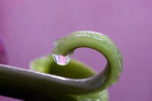 Pink Tulip Macro photo