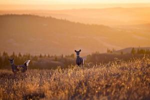 Cypress Hills Sunset Deer photo