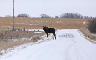 Moose in a field photo