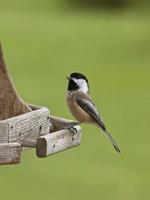 chickadee at feeder photo