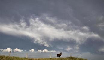 Storm Clouds Saskatchewan Llama photo