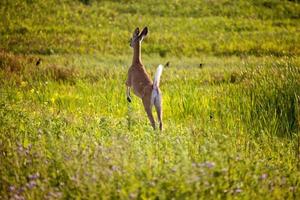 Deer jumping in Field photo