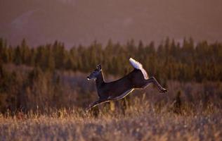 Cypress Hills Sunset Deer photo