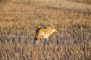 coyote en campo de rastrojo foto