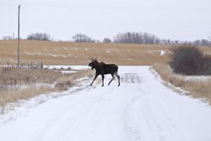 Moose in a field photo