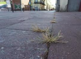 grass in concrete pavement photo