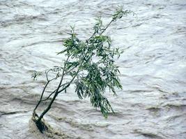 Lonely tree resisting flood photo