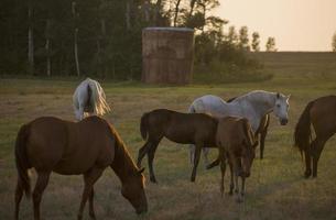 Horses Grazing Sunset photo