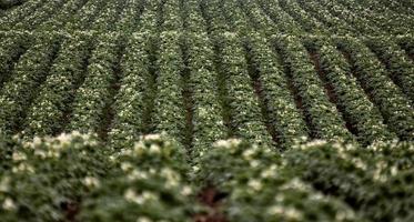 fila de cultivo de papa foto