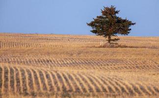 Lone Tree Saskatchewan photo