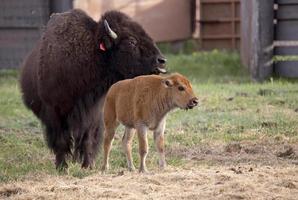 Buffalo bison with young photo