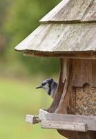 Blue Jay at feeder photo