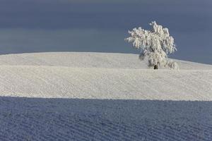 Winter Frost Saskatchewan photo