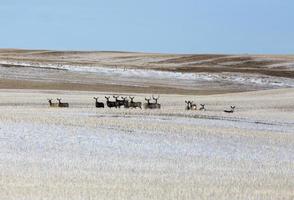 Deer in winter photo