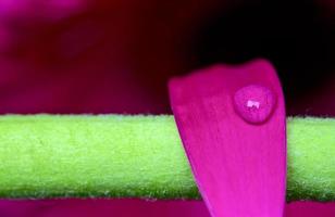 macro de gerbera de cerca foto