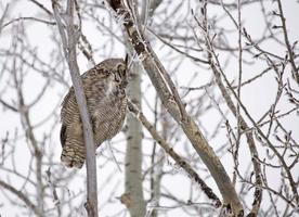 Great Horned Owl in Tree photo