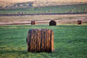 Hay Bales Saskatchewan photo