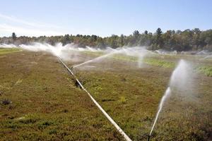 Cranberry Fields in Bala Ontario photo