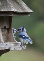 Blue Jay at feeder photo