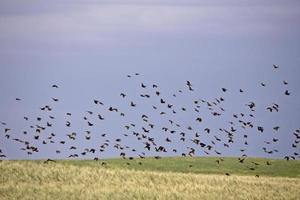 Flock of Black Birds in Flight photo