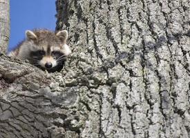 Racoon in Winter photo