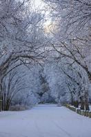 Winter Frost Saskatchewan photo